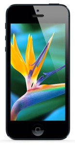 iphone-5-display-flower-ogrady